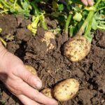 The Timeless Tool That Reflects the Ingenious Resourcefulness of the Past