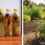 Planting Flower Bulbs Using Egg Cartons: A Simple Trench Method