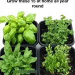 Mix Vaseline and Coffee