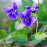 Air Fryer Donuts: Light, Fluffy, and Easy to Make
