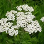 What Are These Mysterious Red Capsules Found on the Bed?