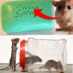 Spiritual reflections on the meaning of having cats …