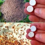 Avoid Heinz Ketchup Like Plague