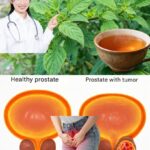 11 Irresistible Reasons to Sip Aloe Vera Water Daily: Unlock Vibrant Health After 50