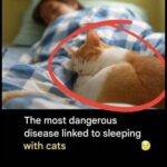 Doctors reveal that eating potatoes causes