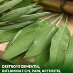  Almost No One Knows Why Tree Trunks Turn White