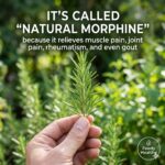 Mama smothers pork chops in cola soda in casserole. This recipe is to die for