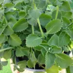 How to Build a Raised Garden Bed Using Plastic Crates (Step-by-Step Guide)