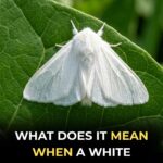 Dairy Queen Faces Backlash Over Controversial Sign as Owner Refuses to Apologize