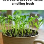 People Were Told Not To Touch This U.g.l.y Cat, But One Man Chose Not To Listen..