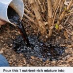 How to Remove a Tree Stump Naturally