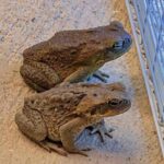 If you see someone with a three-point tattoo, run as far as you can