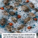 Chicken and Veggie Rice Bake Recipe