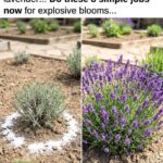 Hibiscus Tea and Water Benefits: A Natural Drink for Better Health