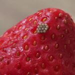 Squash and Zucchini Vegetable Bake