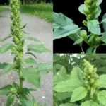 Cultivating Delectable Blueberries in Container Gardens