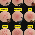 How to Germinate Lemon Seeds