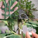 Everything you can do with this plant: all of Grandma’s uses