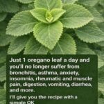 Try This Natural Remedy to Avoid Mosquito Bites