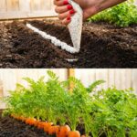 Easy Garden Bed Using Crates