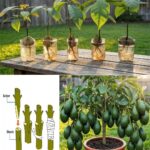 Bell pepper meme floating around