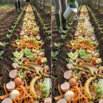 What Happens to Your Body if You Eat Purslane Every Day