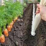 Why You Should Embrace Purslane in Your Garden: 8 Compelling Reasons