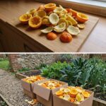 10 Vegetables to Plant Before April for a Big Summer Harvest