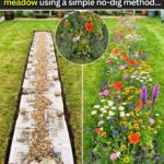 12 Self-Seeding Flowers That Come Back on Their Own Every Year