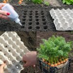 How to recognize eggs from a healthy hen?