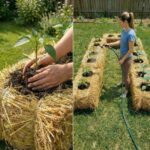 Homemade Pickled Eggs (Quart Jar Recipe)