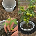 Pressure Canning Onions