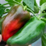 You Must Pick One Sandwich To Eat: Your Answer Reveals What Kind Of Person You Are