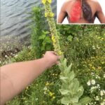 High Protein Honey Butter Skillet Corn