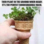 Why you shouldn’t kill wild oxalis in your garden: 8 compelling reasons