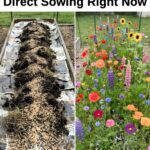 No Bake Layered Cream Dessert