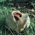 Stop Growing Grass… Start Growing Food Instead