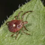 Why Purchasing a Rotisserie Chicken from Walmart Could Be a Bad Idea