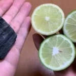 Brilliant Animal Shelter Ideas for Every Homesteader