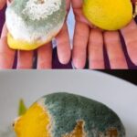 Maggots in the Trash Bin? Here’s How to Prevent Them (For Good)