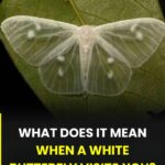 Doctors reveal that eating cucumber in salads causes…