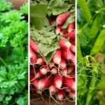 Cultivating Delectable Blueberries in Container Gardens