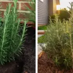 How Eating This Food Affects Elderly Health