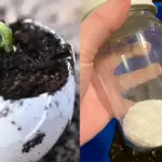 How to Remove a Tree Stump Naturally