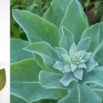 13 Easy-Care Plants For Garden Borders That Thrive On Neglect