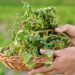 Doctors reveal that eating tomatoes causes …