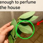 Pick the Odd One Out: What Your Choice Says About You