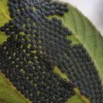 How Many Cat Scratches Can One Hand Hold