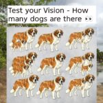 10 Best Plants for Companion Planting With Tomatoes