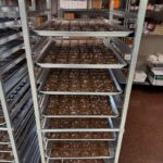 How to Make the Best Balanced Homemade Compost (and Activate It Using Powerful Yard Plants)